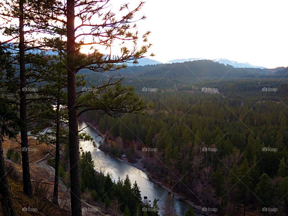 overlook of the add forest