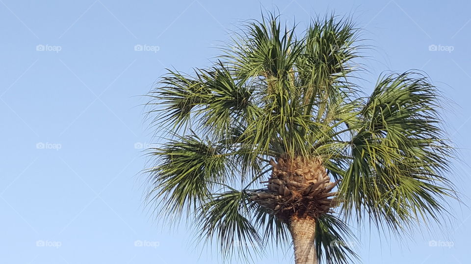 A palm tree stands tall, flowing freely in the Florida sun.