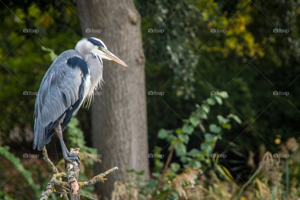 Heron 