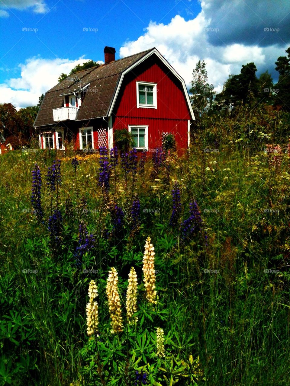 sweden flowers red summer by lenacarlsson