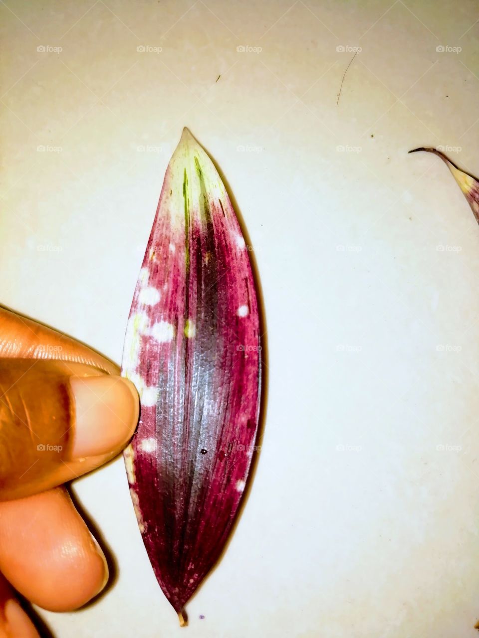 Plant and stop the water