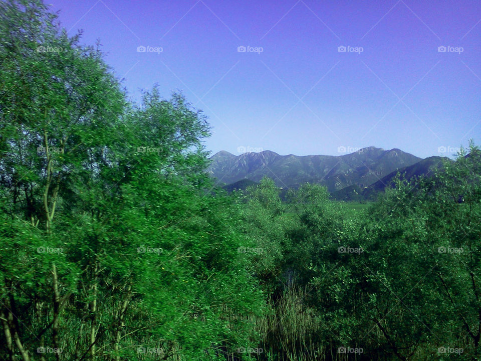 beautiful nature of montenegro. mountains, sky, trees, forest