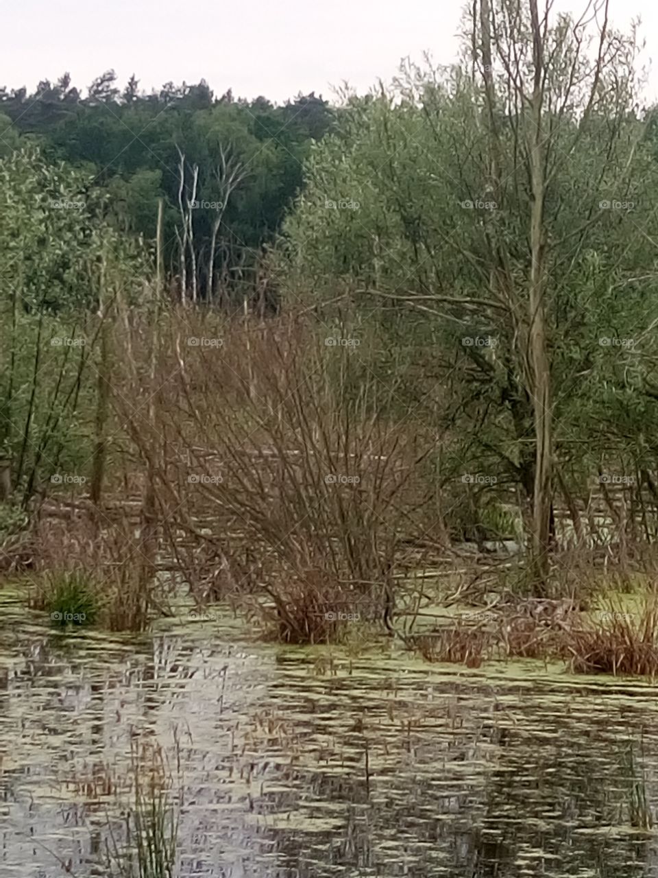 polish nature,  at the river pool