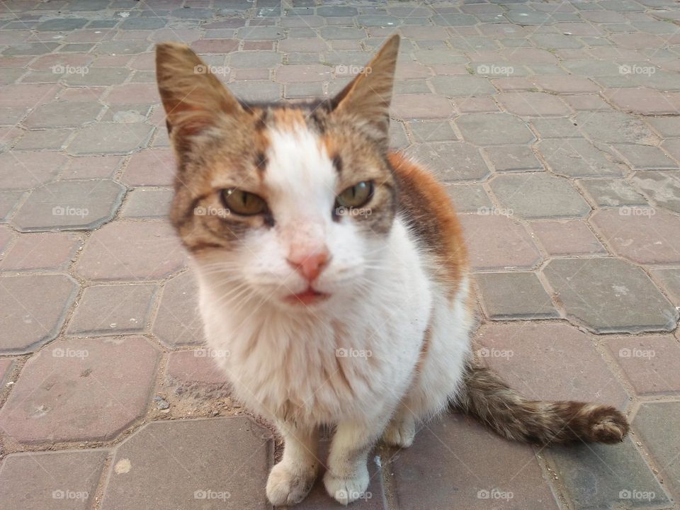 Beautiful cat looking at my camera.