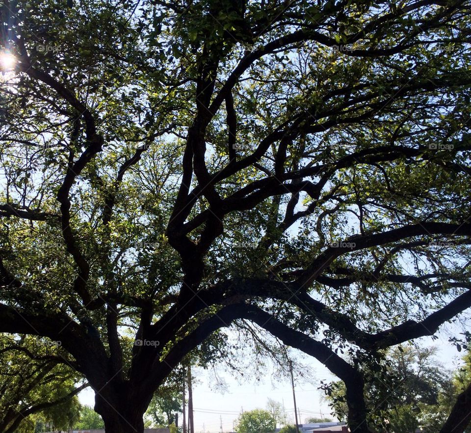 Oak tree old Katy