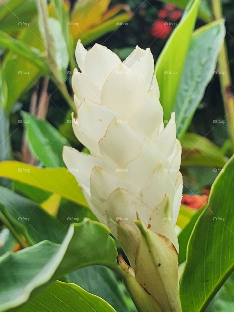 white ginger