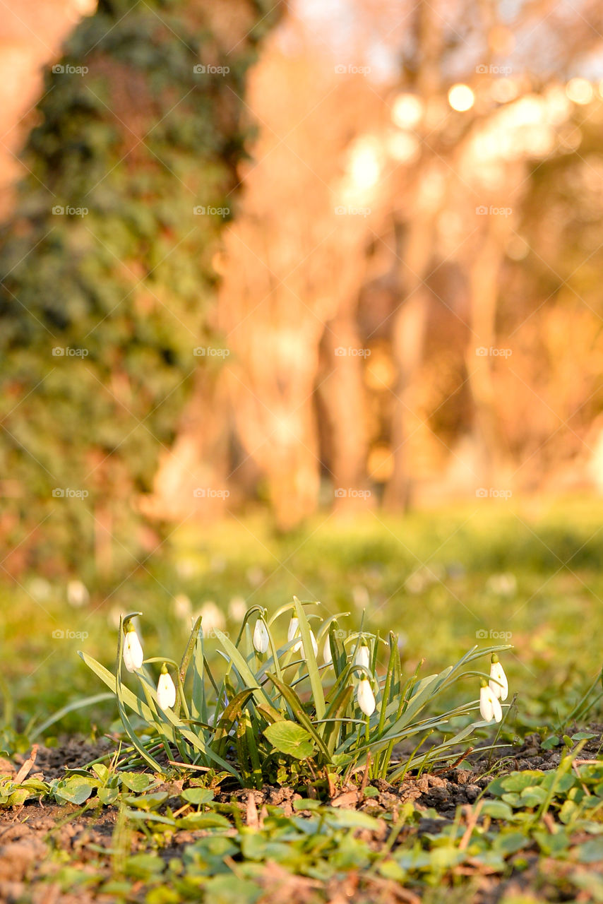 Snowdrops