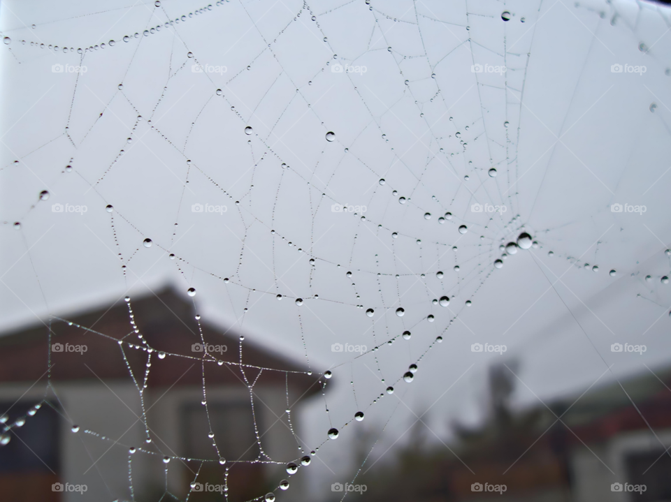 Spider Drops
