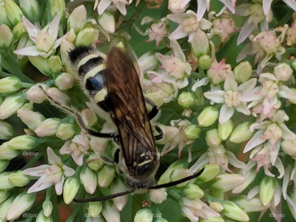 pollinator at work