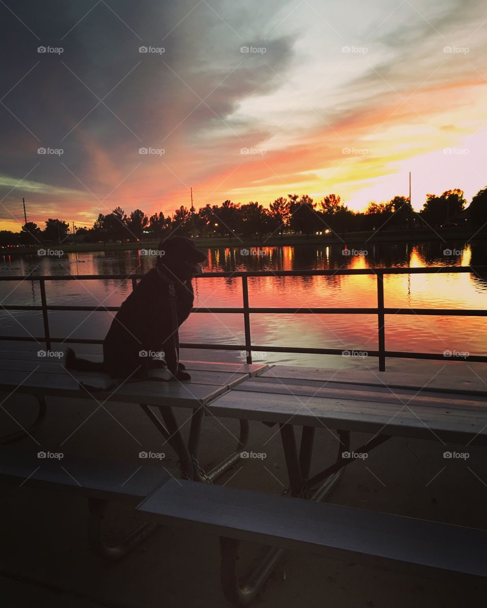Addie, my dog, enjoying a beautiful Arizona sunset 