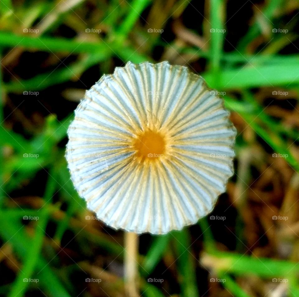 Teenie tiny Mushroom up close