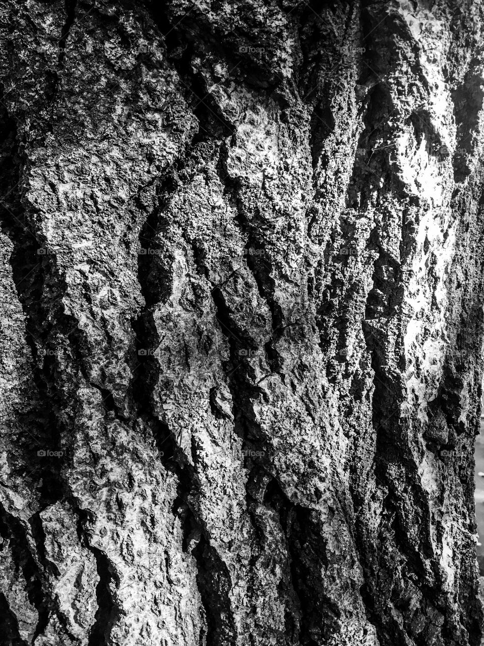 The tree bark texture and surface. The wooden structure. Black and white background. 