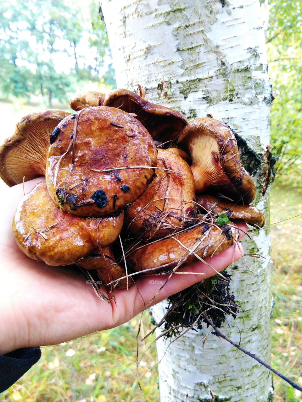 edible mushrooms