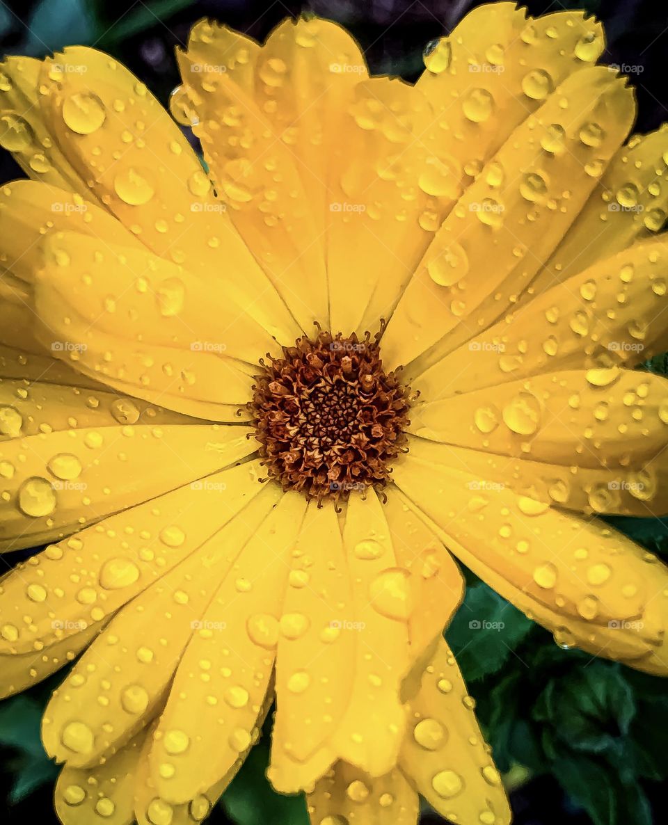 Water droplets on a bright yellow pot marigold flower head.