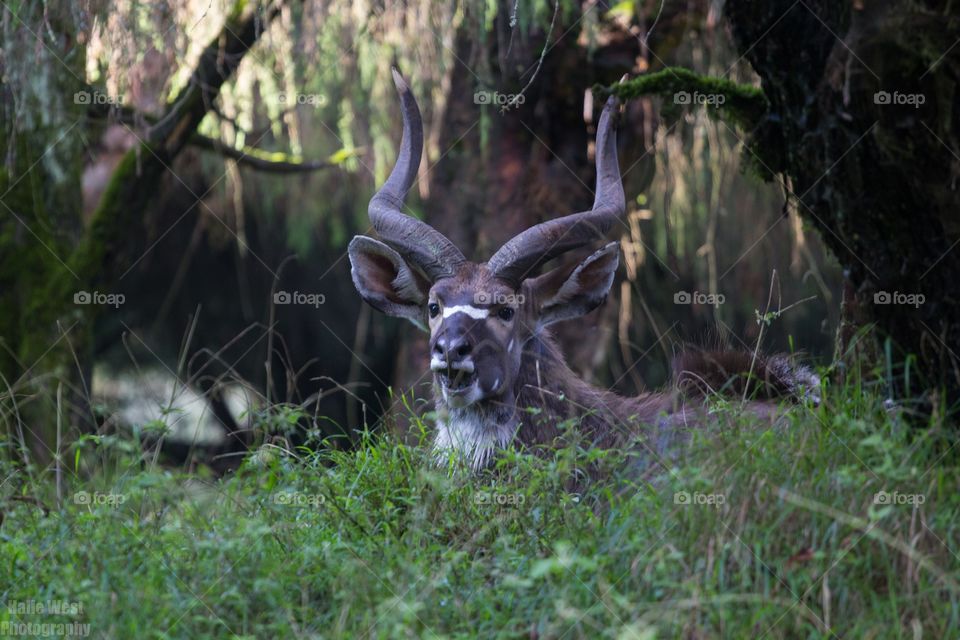 Mountain nyala