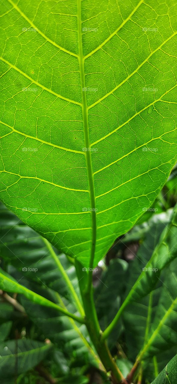 Beautiful leaves of cashew tree..