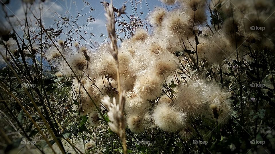 flowers on a river bank