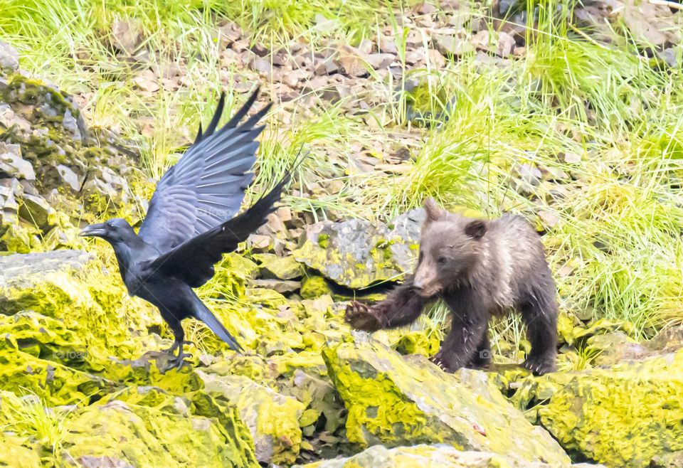 Bear Cub Swatting at a Pesky Raven