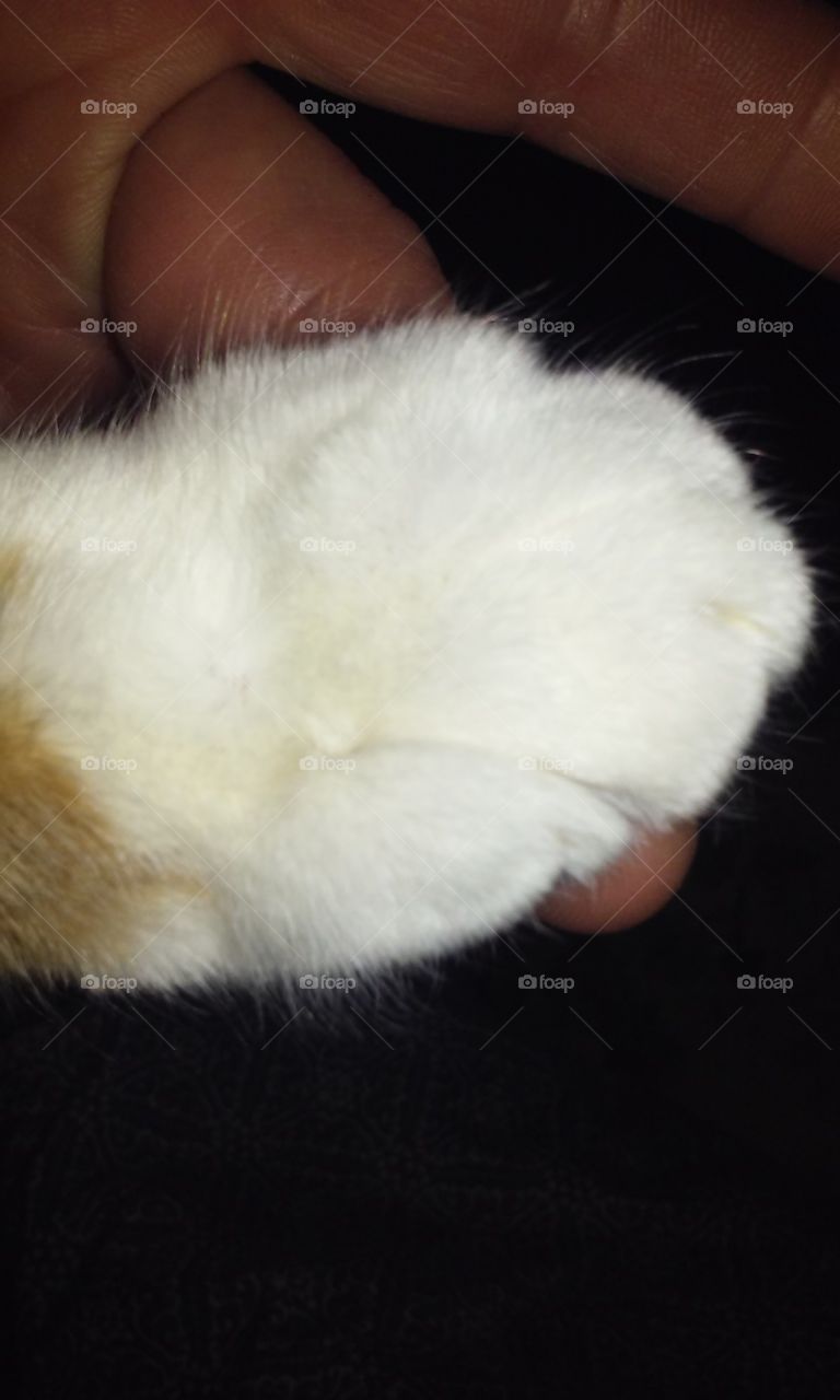 Close-up of cat's feet
