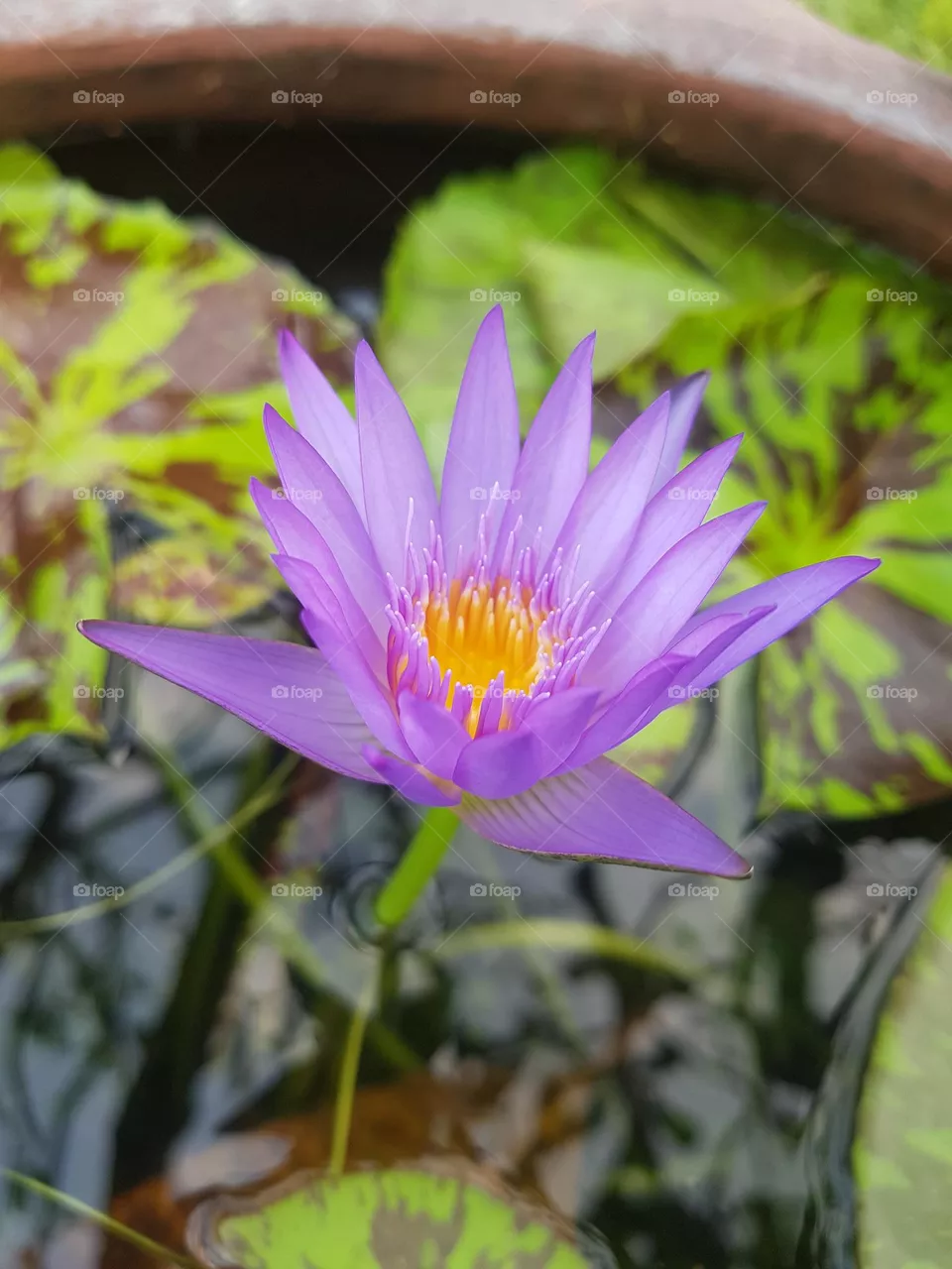 Lotus flower in the garden