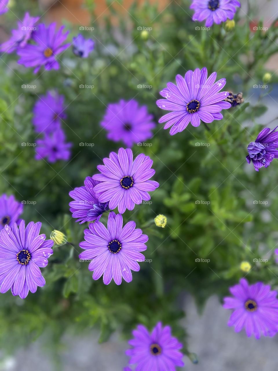 Purple flowers