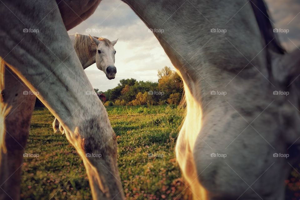 Gray Horse Looking Thru Another Gray Horse Grazing Beside Him