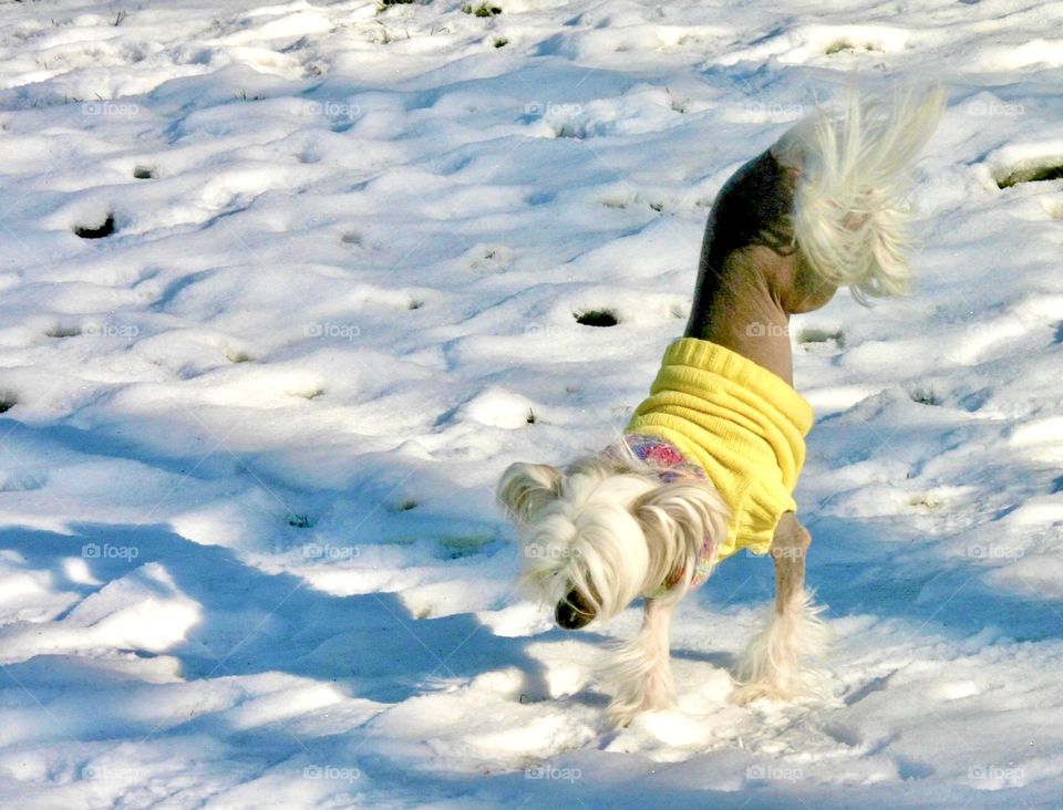 Chinese Crested Hairless dog walking on its front legs in the snow