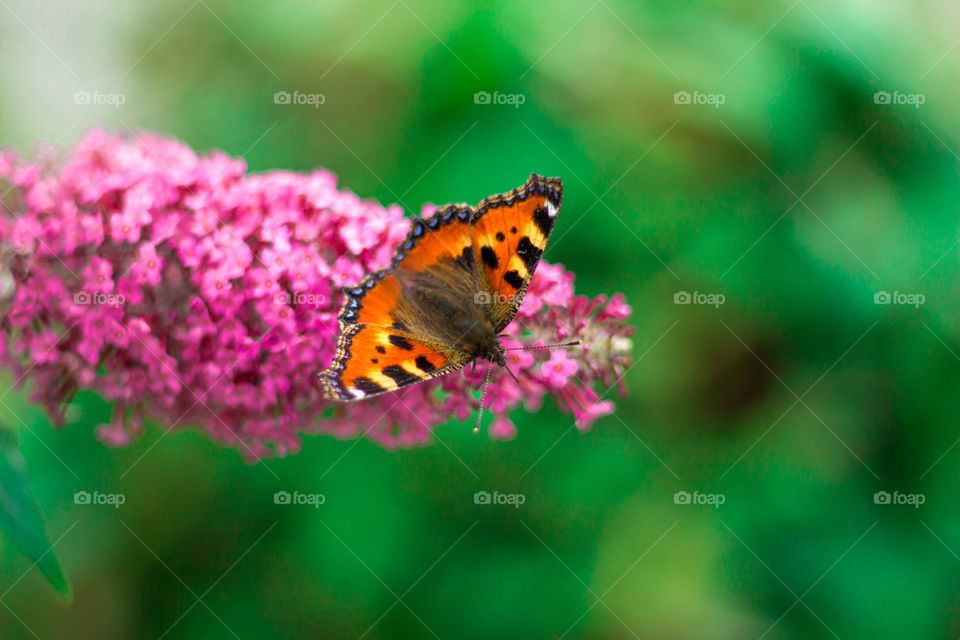 Summer butterfly 