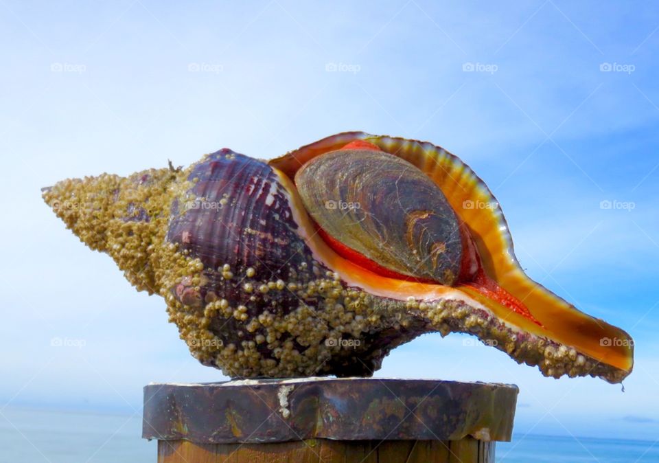 Florida Horse Conch