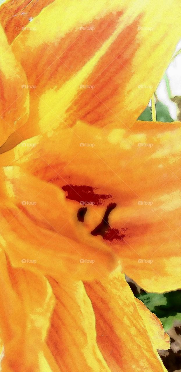daylilies abstract