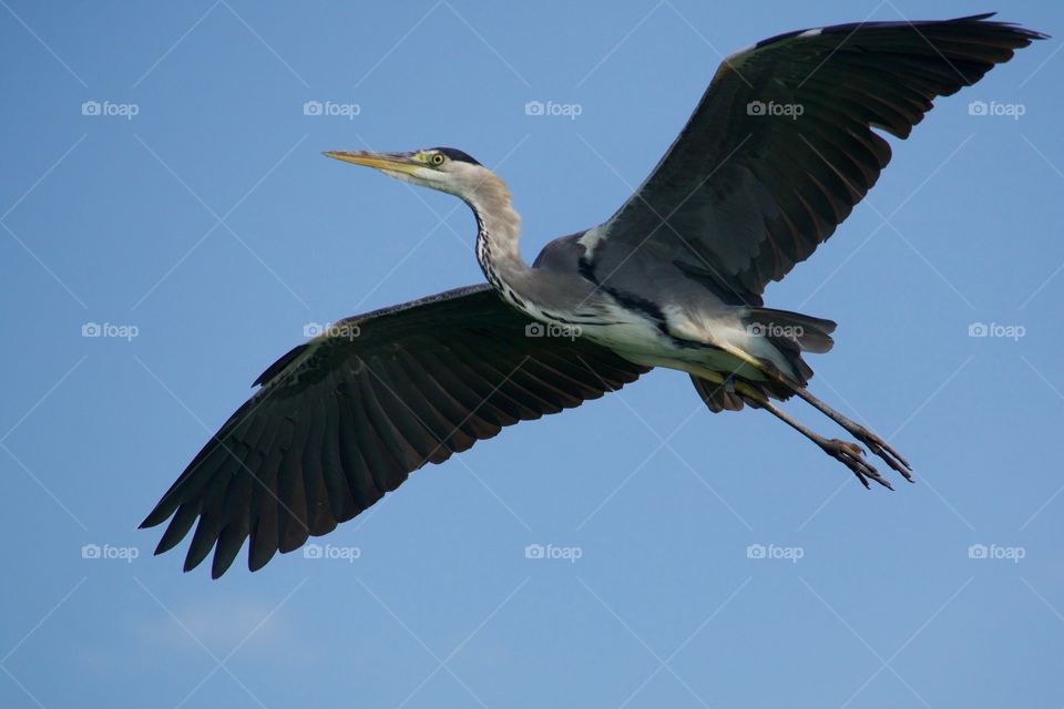 Low angle view of a Flying crane bird