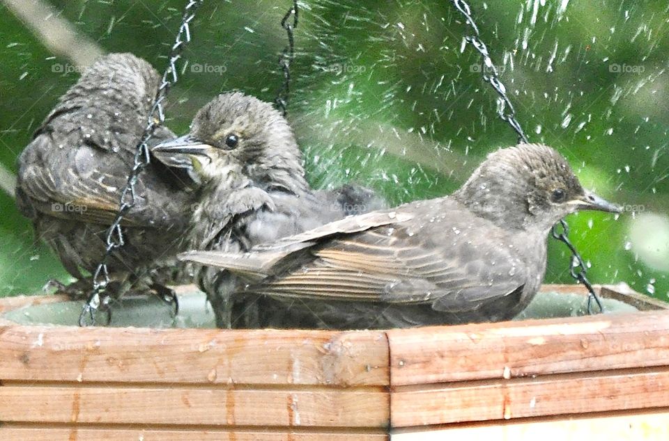 Baby birds splashing in a bird bath