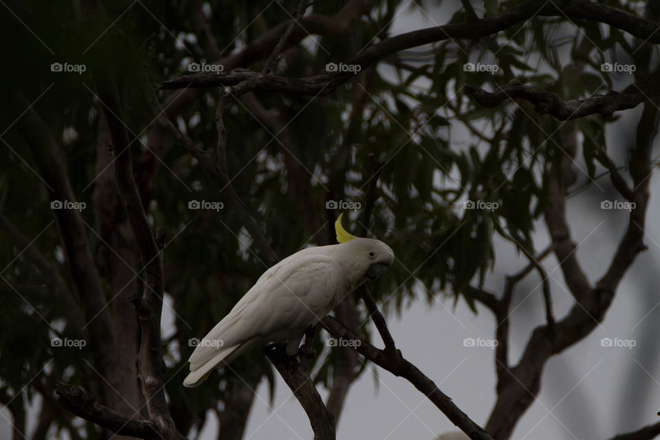 Cockatoo 