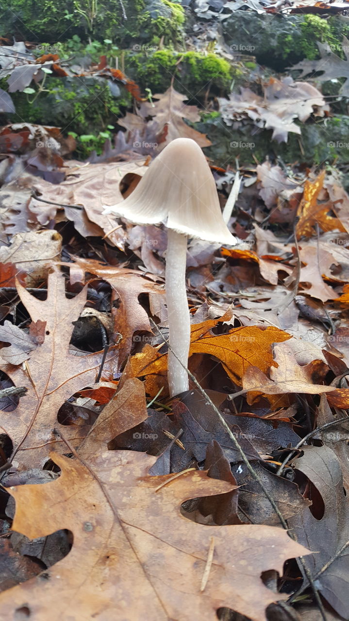 mushroom