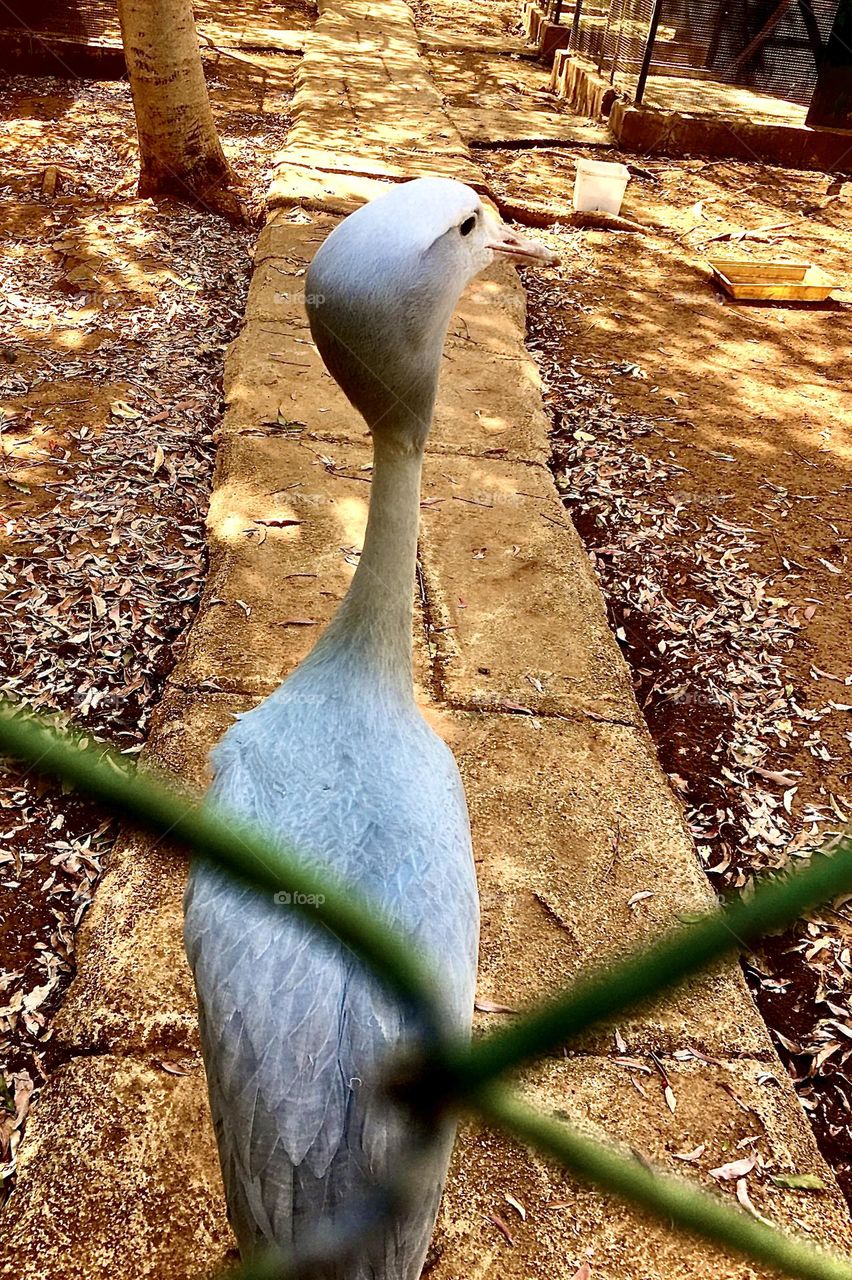 African Blue crane 