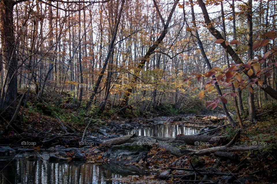 Autumn in a forest