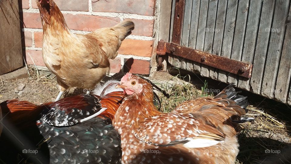 Poultry, Bird, Hen, Farm, Dame