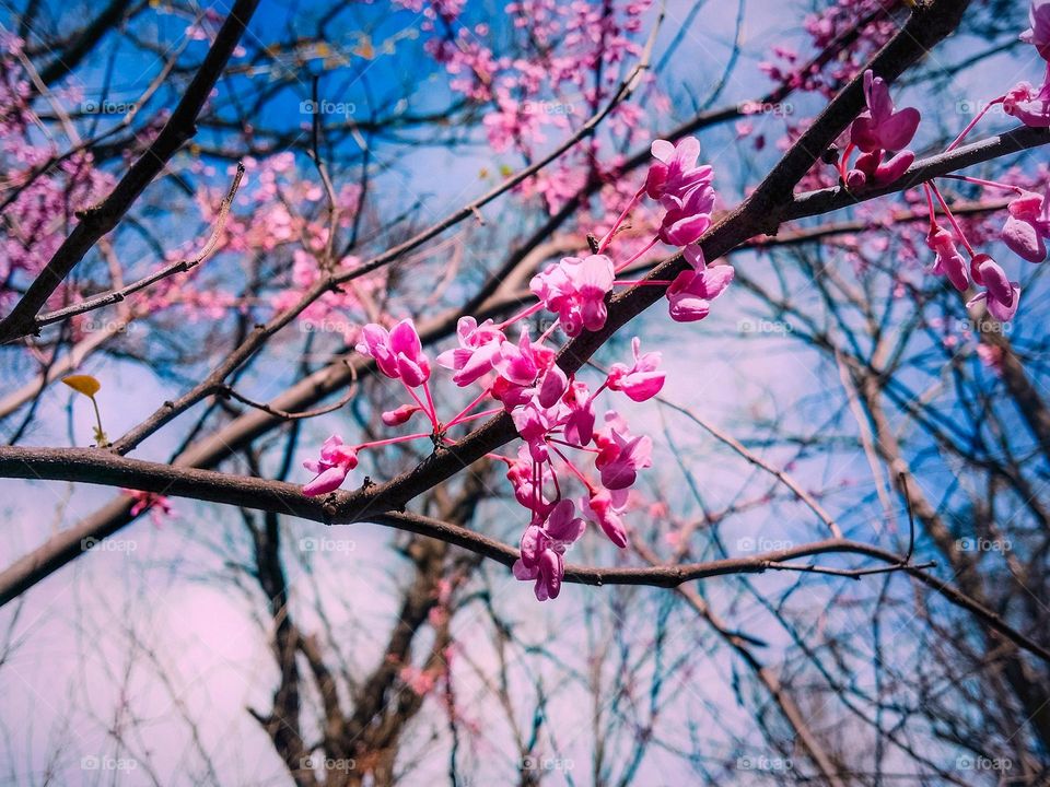 Redbud Tree in Spring