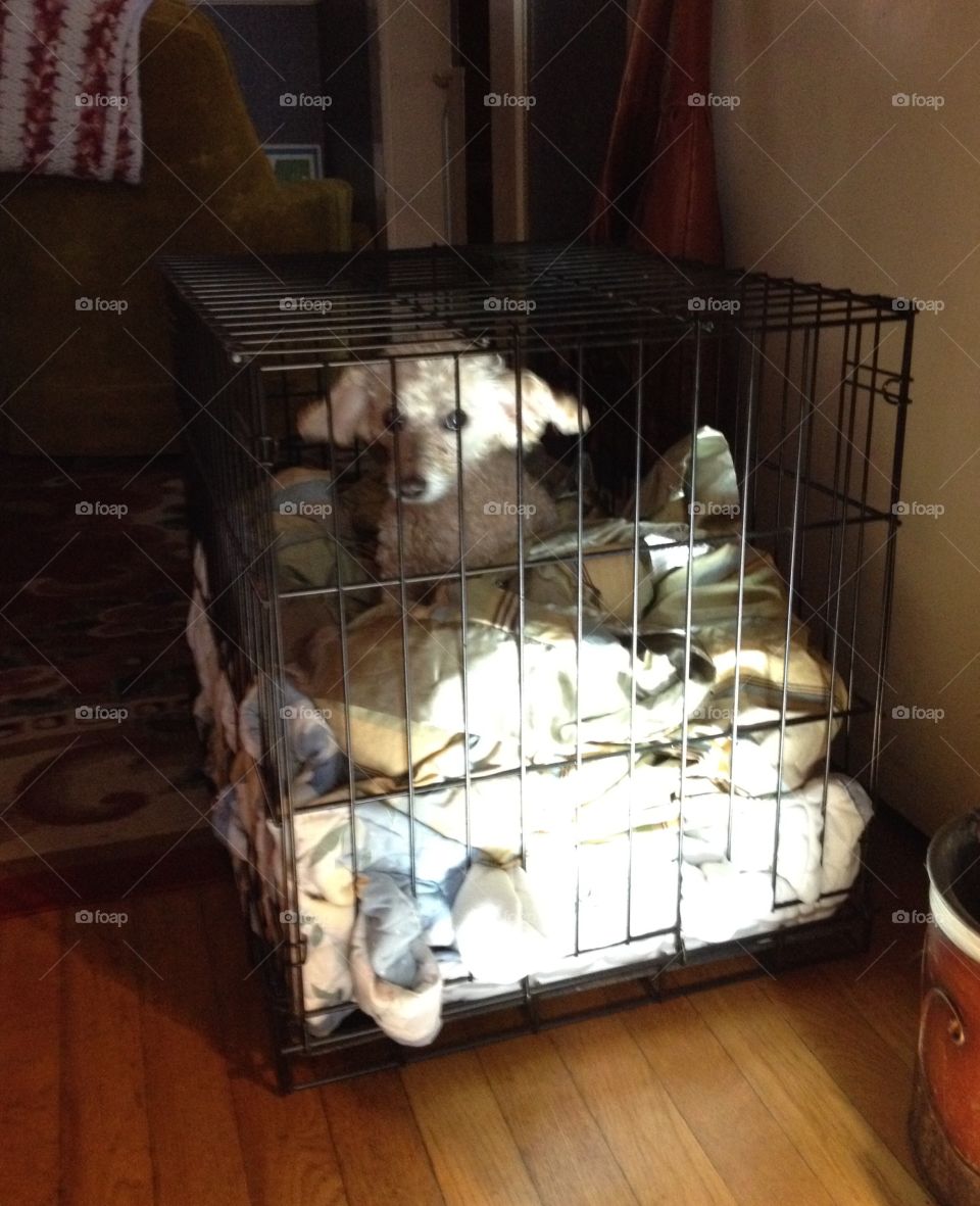 My dog in cage, hurt his back!🐾