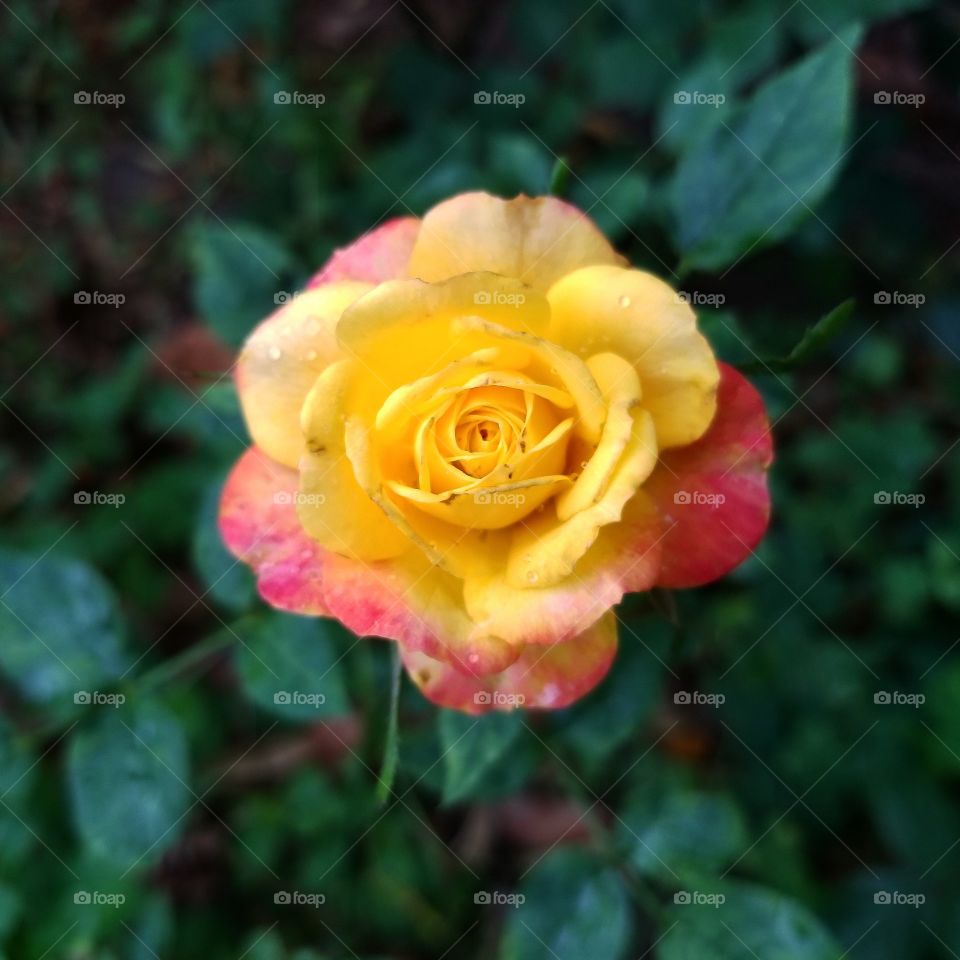 Flower, Rose, Petal, Nature, Leaf