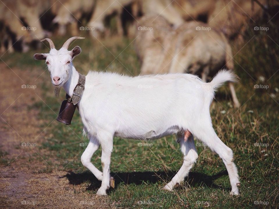 Goat with bell