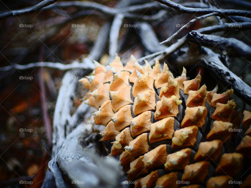 Pinecone on the Trail