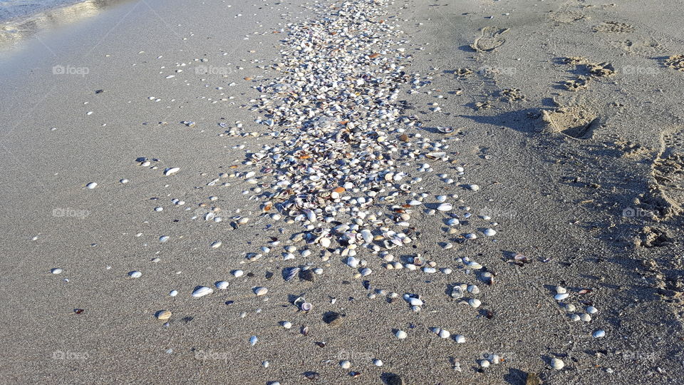 Sea shells