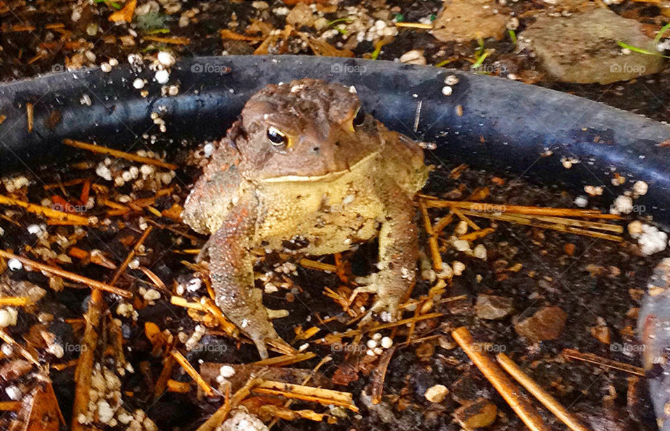 water dirt brown animals by vickikl3