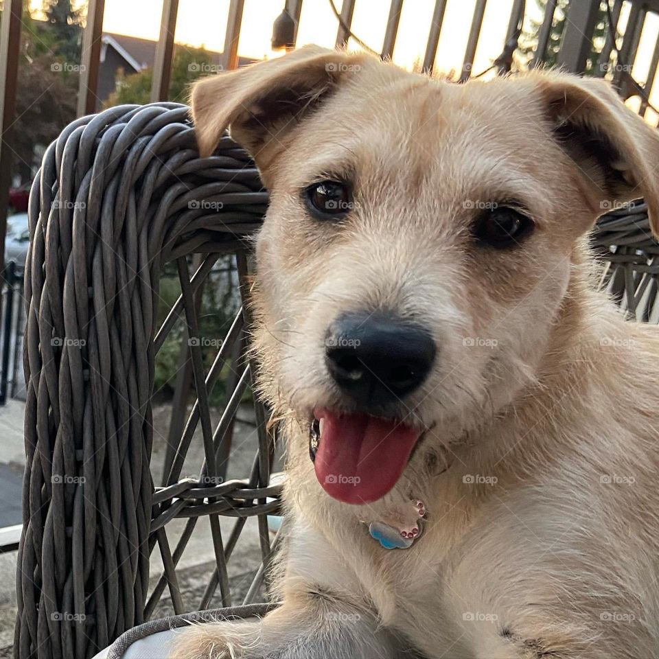 Dog lounging outside