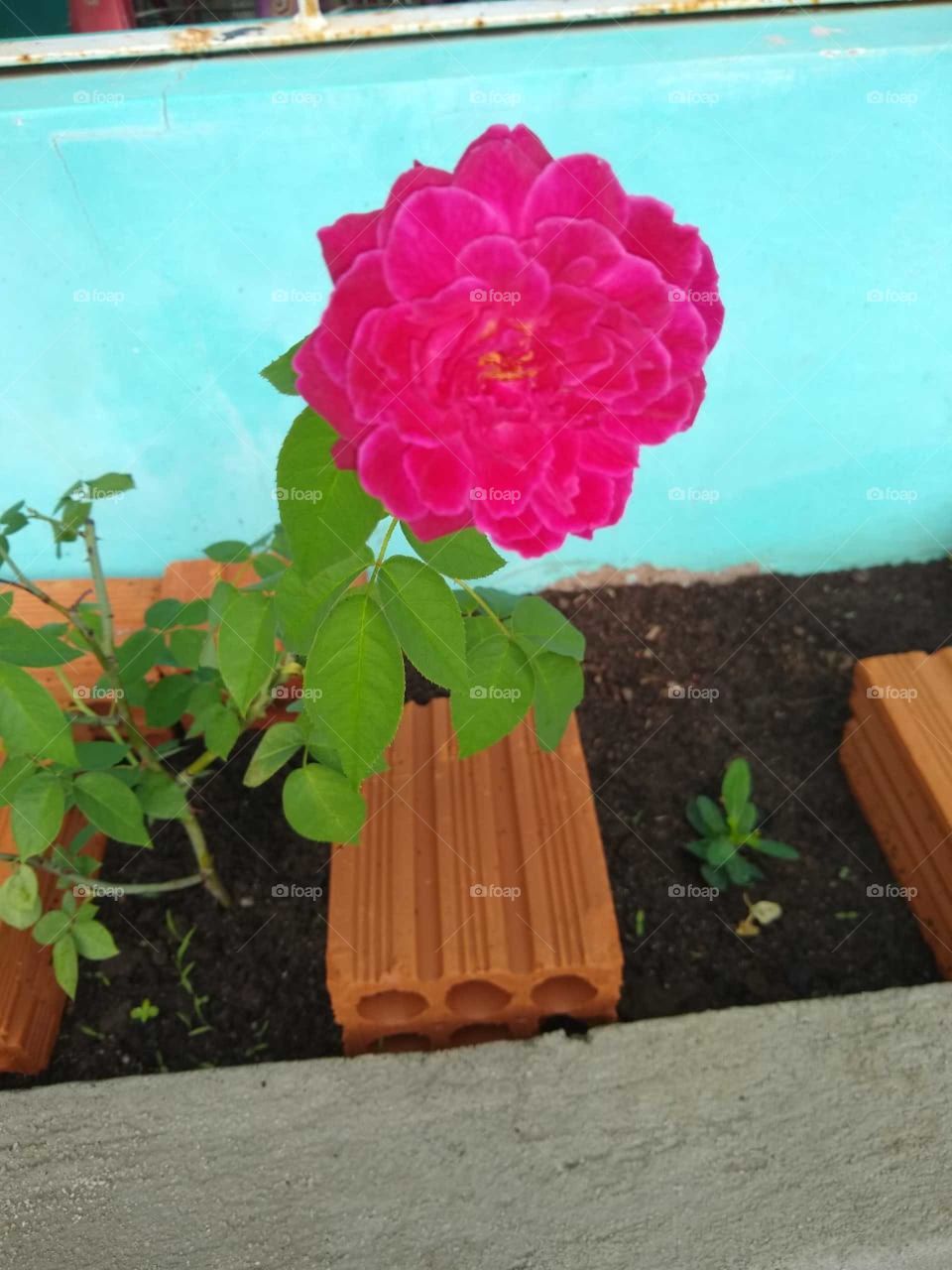 bela rosa