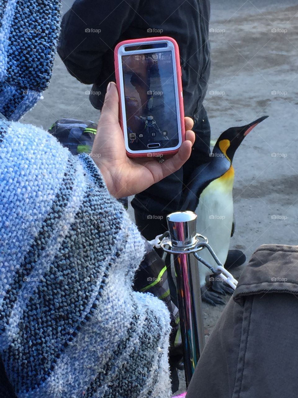 Penguin march in Calgary 