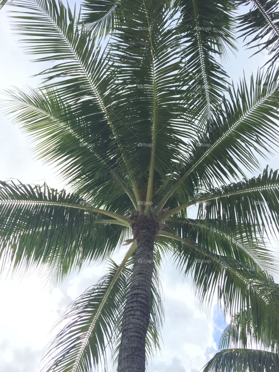 Palm