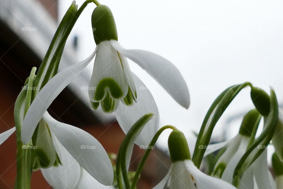 Snow white petals