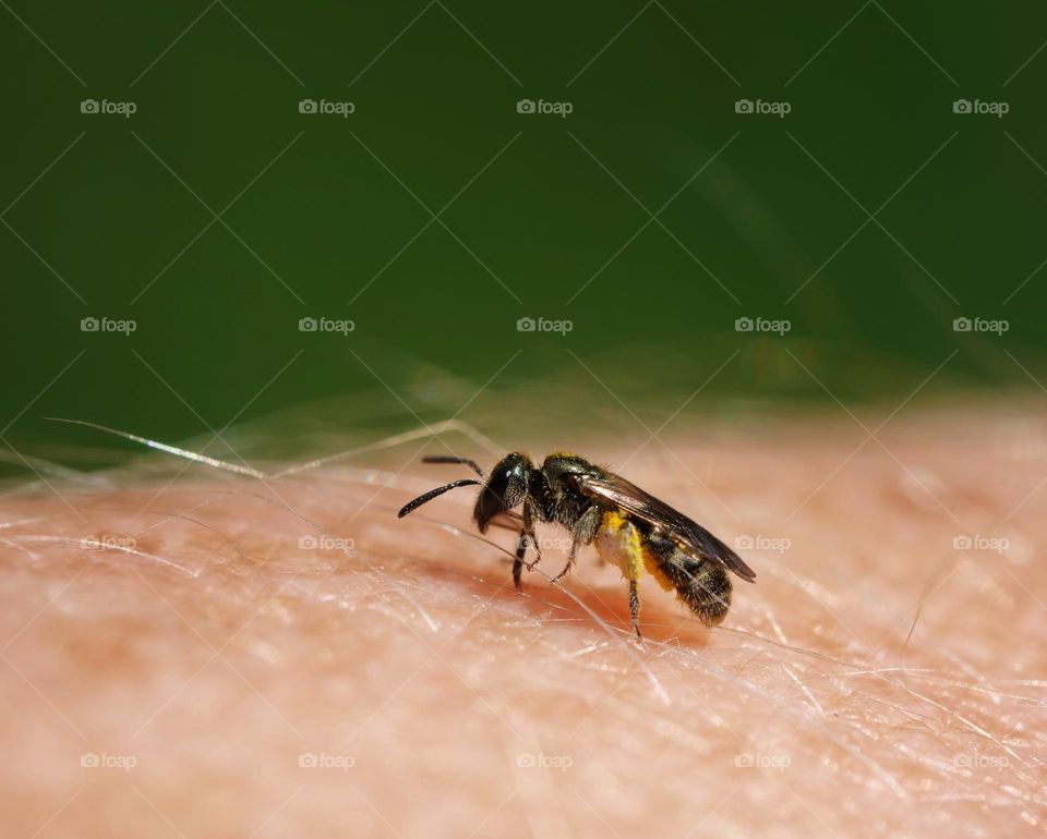 Cute tiny wildbee on arm